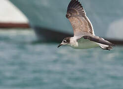 Franklin's Gull