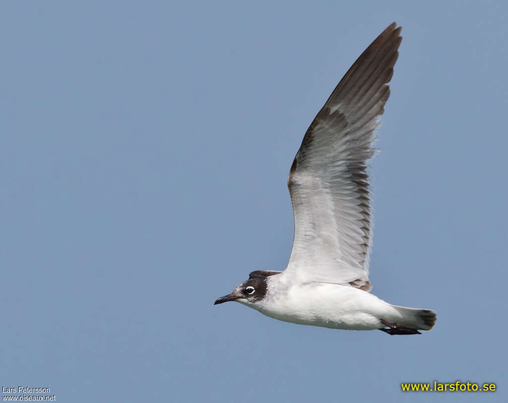 Mouette de Franklin1ère année, pigmentation, Vol