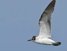 Franklin's Gull