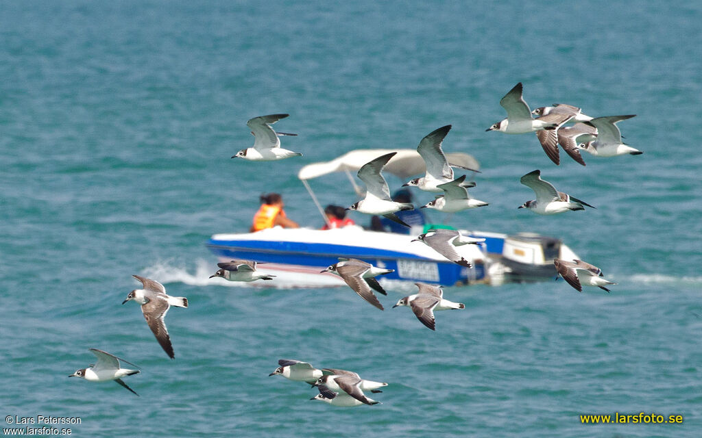 Mouette de Franklin