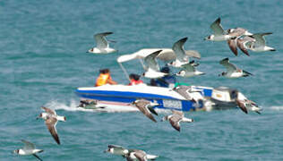 Franklin's Gull