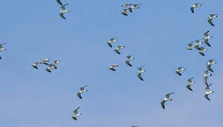 Franklin's Gull