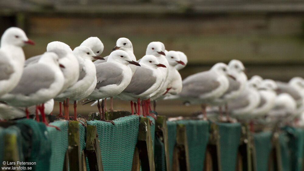 Hartlaub's Gull