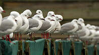 Mouette de Hartlaub