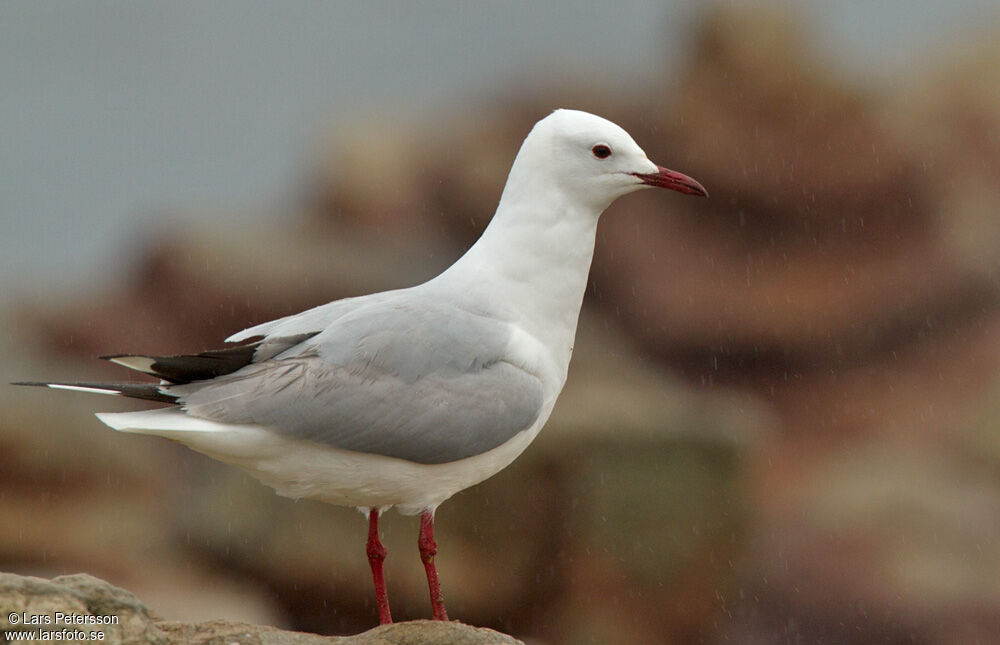 Hartlaub's Gull