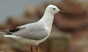 Mouette de Hartlaub