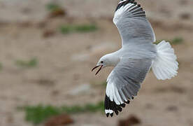 Hartlaub's Gull