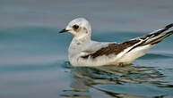 Mouette de Ross