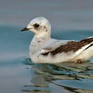 Mouette de Ross