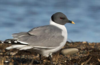 Mouette de Sabine