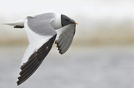 Sabine's Gull