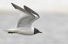 Mouette de Sabine