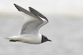 Sabine's Gull