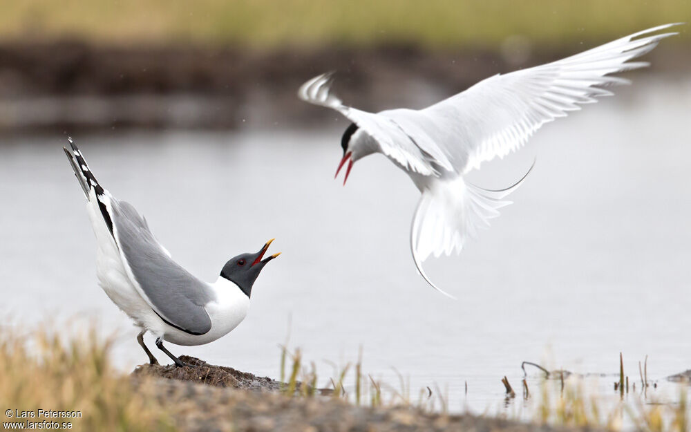 Mouette de Sabine