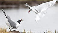 Mouette de Sabine