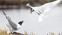 Mouette de Sabine