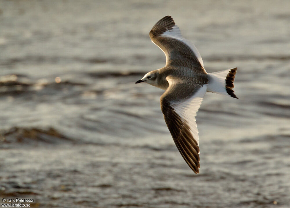 Sabine's Gull