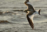 Mouette de Sabine