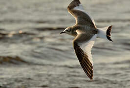 Sabine's Gull