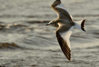 Mouette de Sabine