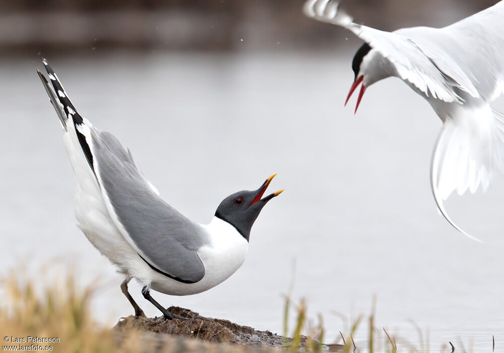 Mouette de Sabine