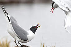 Mouette de Sabine