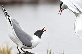 Sabine's Gull