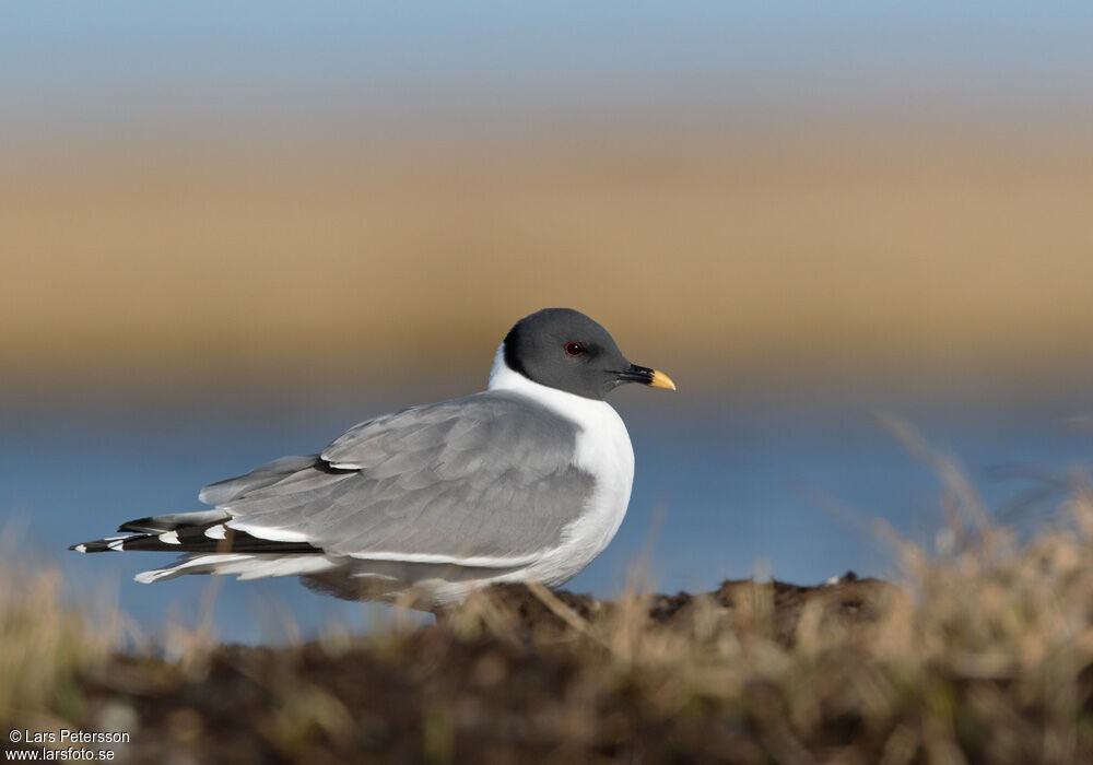 Mouette de Sabine