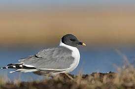 Sabine's Gull