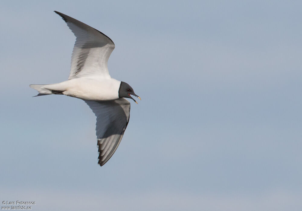 Mouette de Sabine