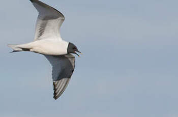 Mouette de Sabine