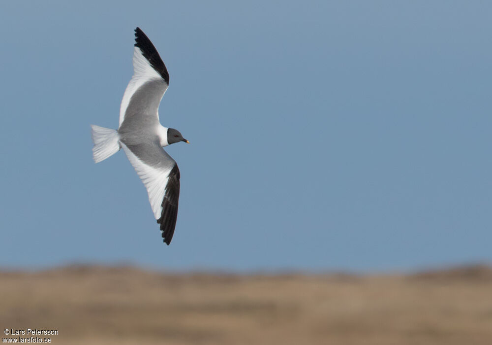 Mouette de Sabine