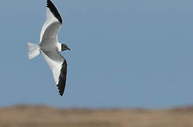 Mouette de Sabine