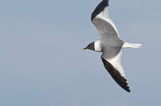 Mouette de Sabine