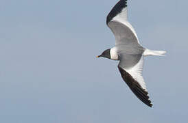 Mouette de Sabine