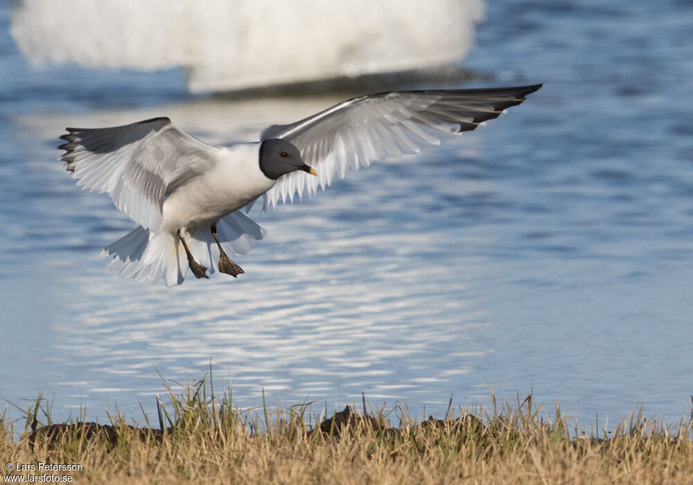 Mouette de Sabine