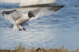 Sabine's Gull