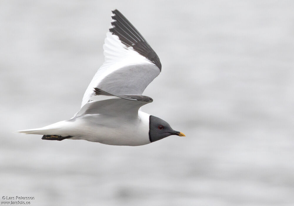 Mouette de Sabine