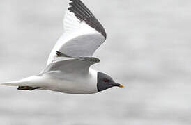 Mouette de Sabine