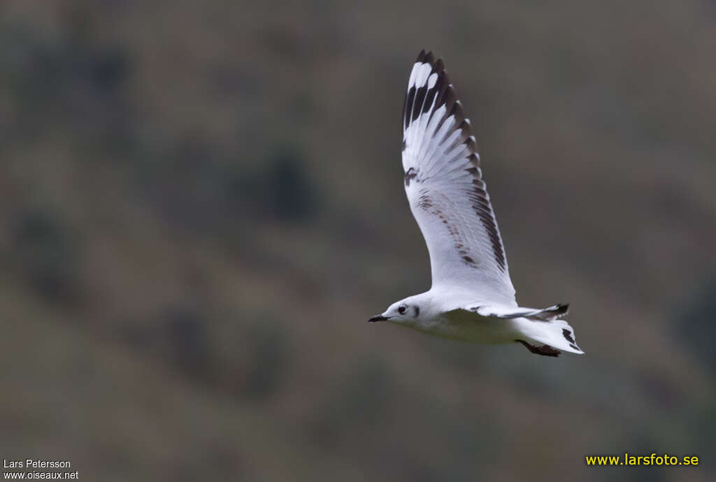 Mouette des Andes2ème année, pigmentation, Vol