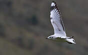 Mouette des Andes