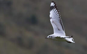 Andean Gull