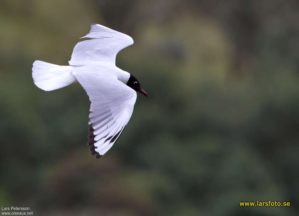 Mouette des Andesadulte nuptial, Vol