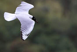 Mouette des Andes