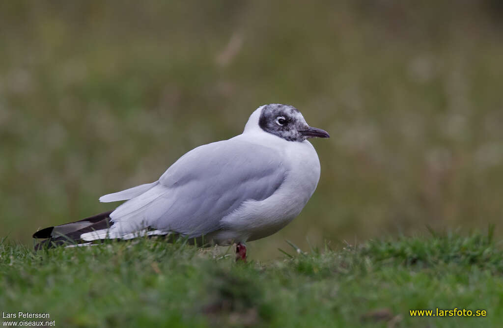 Mouette des Andesadulte, portrait