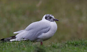 Mouette des Andes