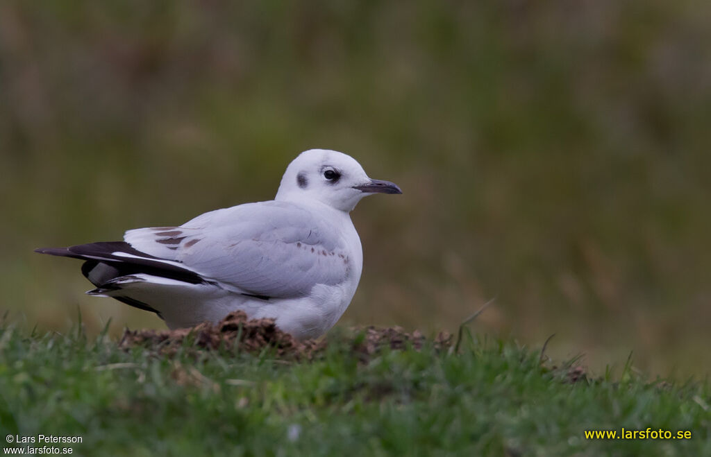 Mouette des Andes