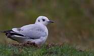 Mouette des Andes