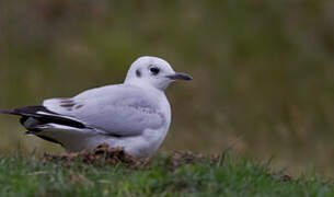 Mouette des Andes