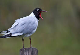 Mouette des Andes